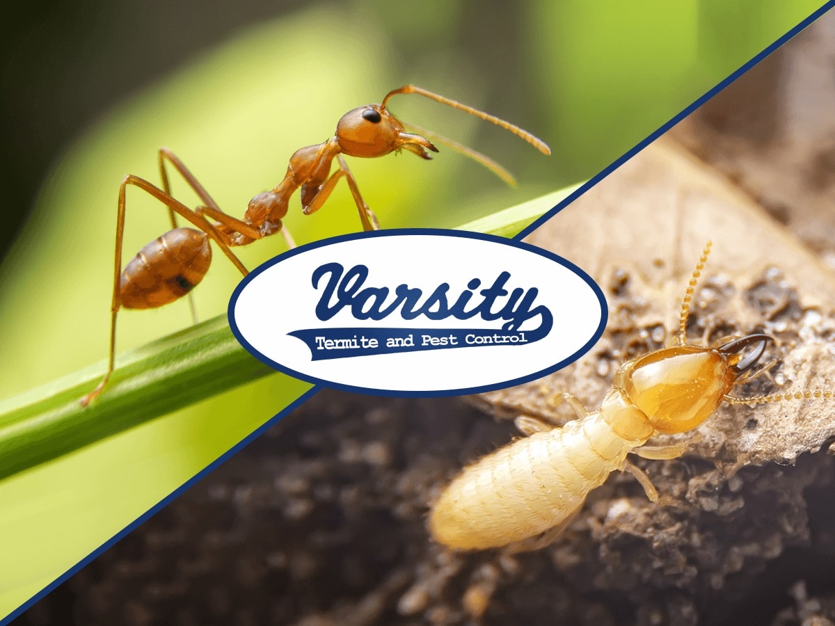 Carpenter Ants or Termites: Spotting the Differences