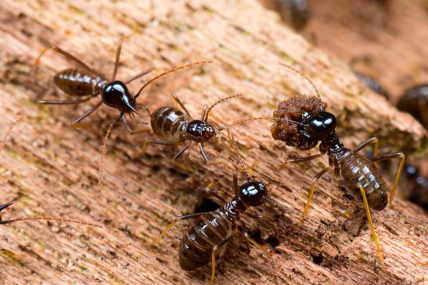 Close-Up On Termites Feeding On Wood