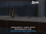 Frequently Used Moth Deterrents for Effective Pest Control