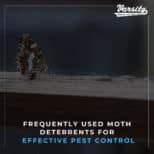Frequently Used Moth Deterrents for Effective Pest Control