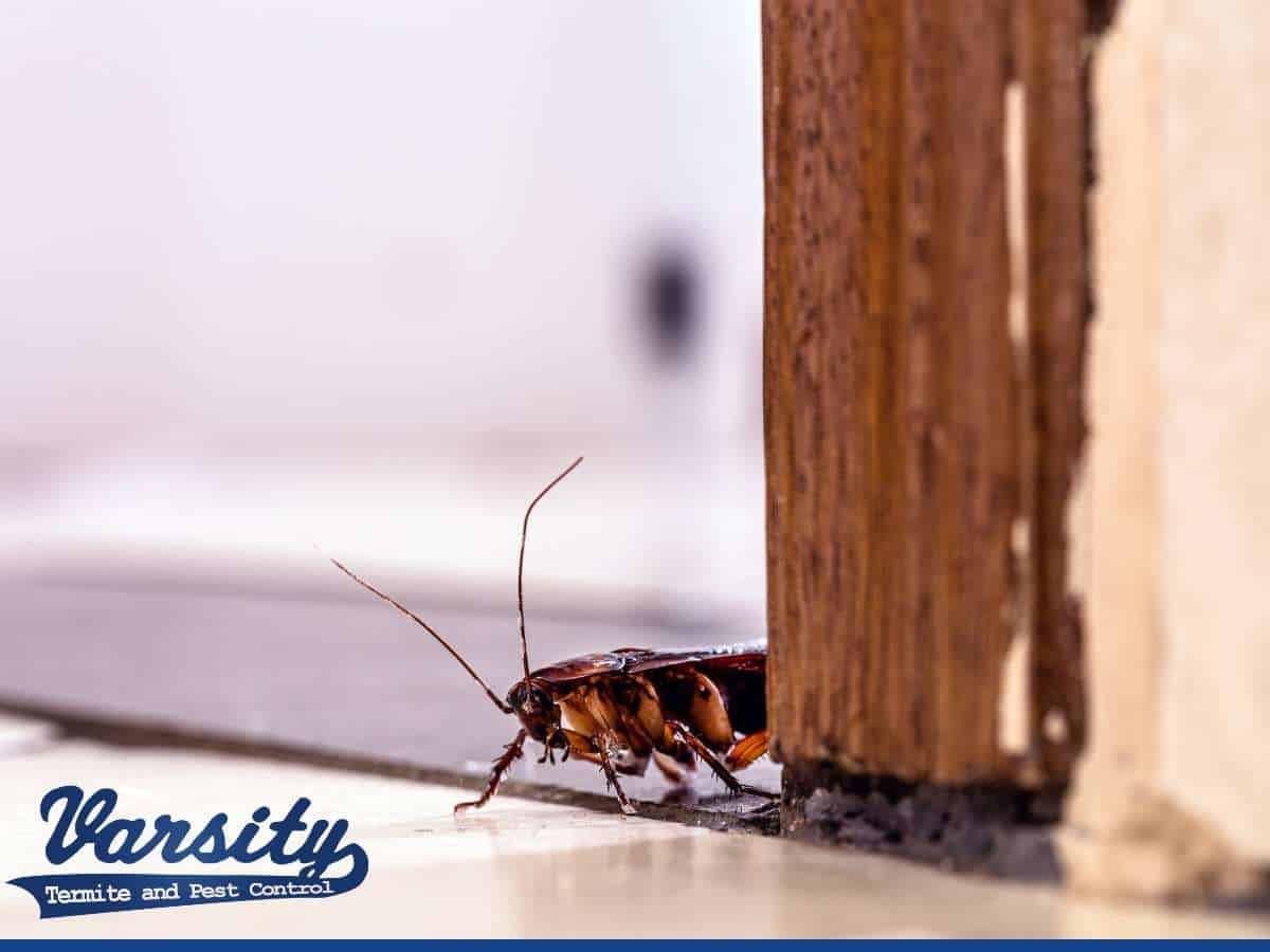 How To Keep Roaches Away From Your Business In Mesa, AZ