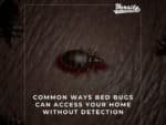 Common Ways Bed Bugs Can Access Your Home without Detection