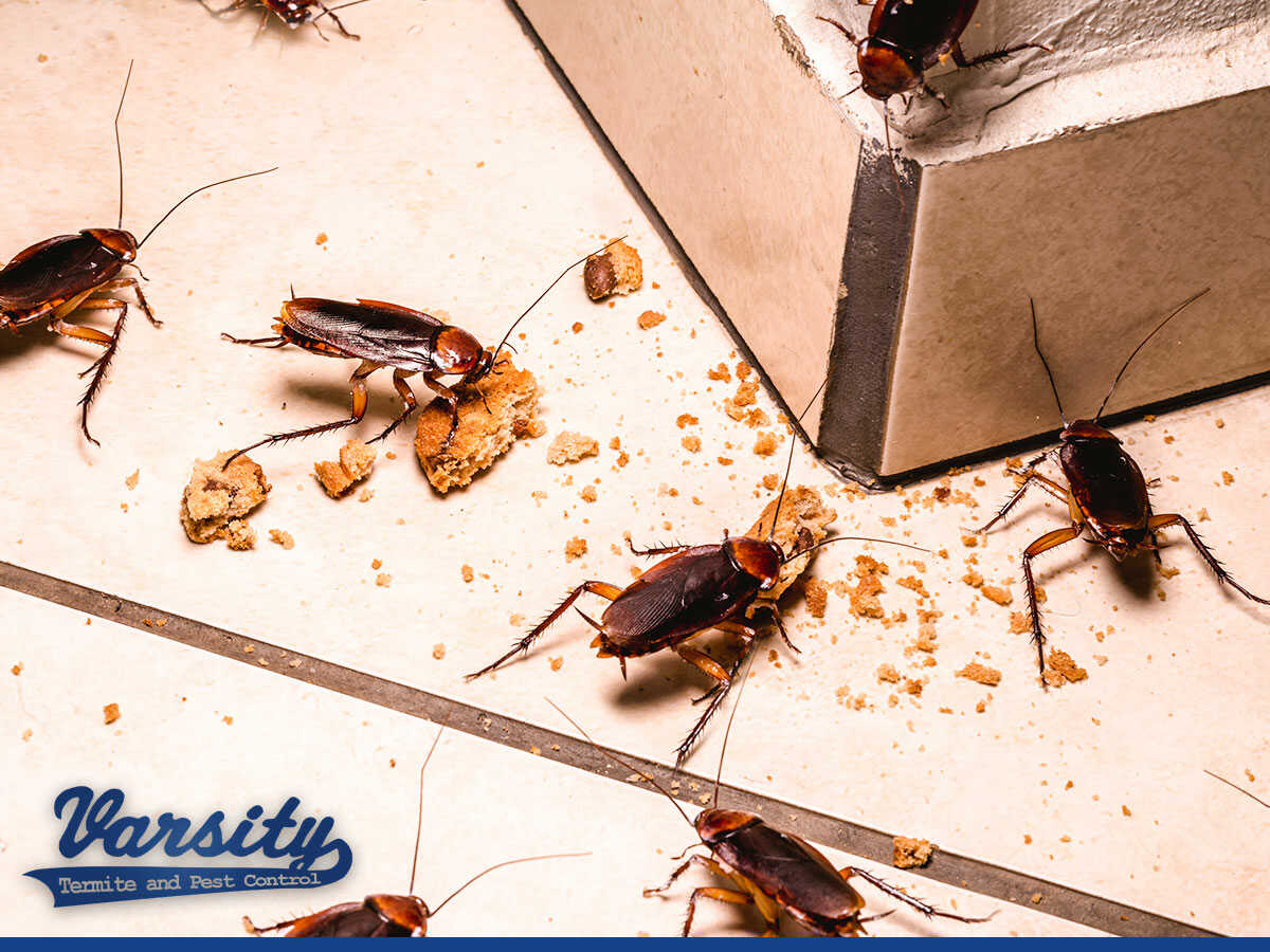 How To Keep Roaches Away From Your Apartment In Phoenix, AZ