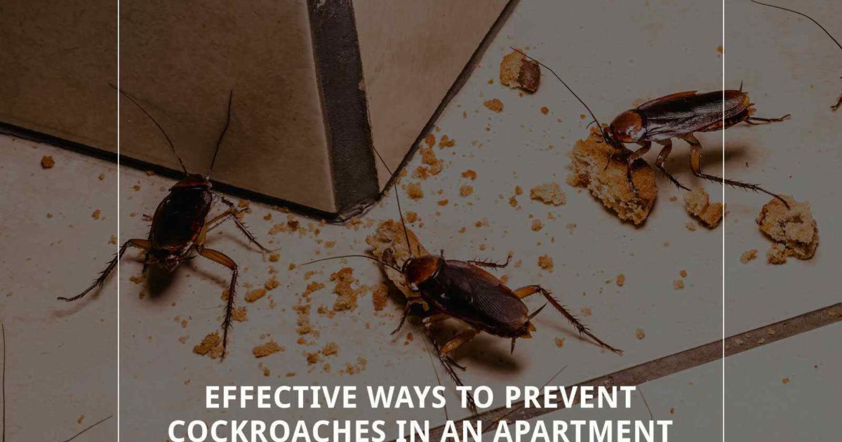 Effective Ways To Prevent Cockroaches In An Apartment 