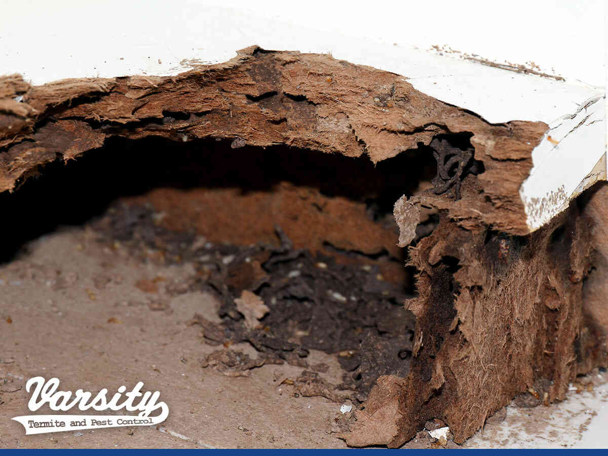 Know What Kind Of Pest Infestation Is Around The Wood In Your Home In Chandler, AZ