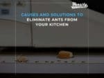 Causes & Solutions To Eliminate Ants From Your Kitchen