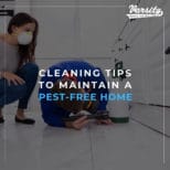 Cleaning Tips to Maintain a Pest-Free Home