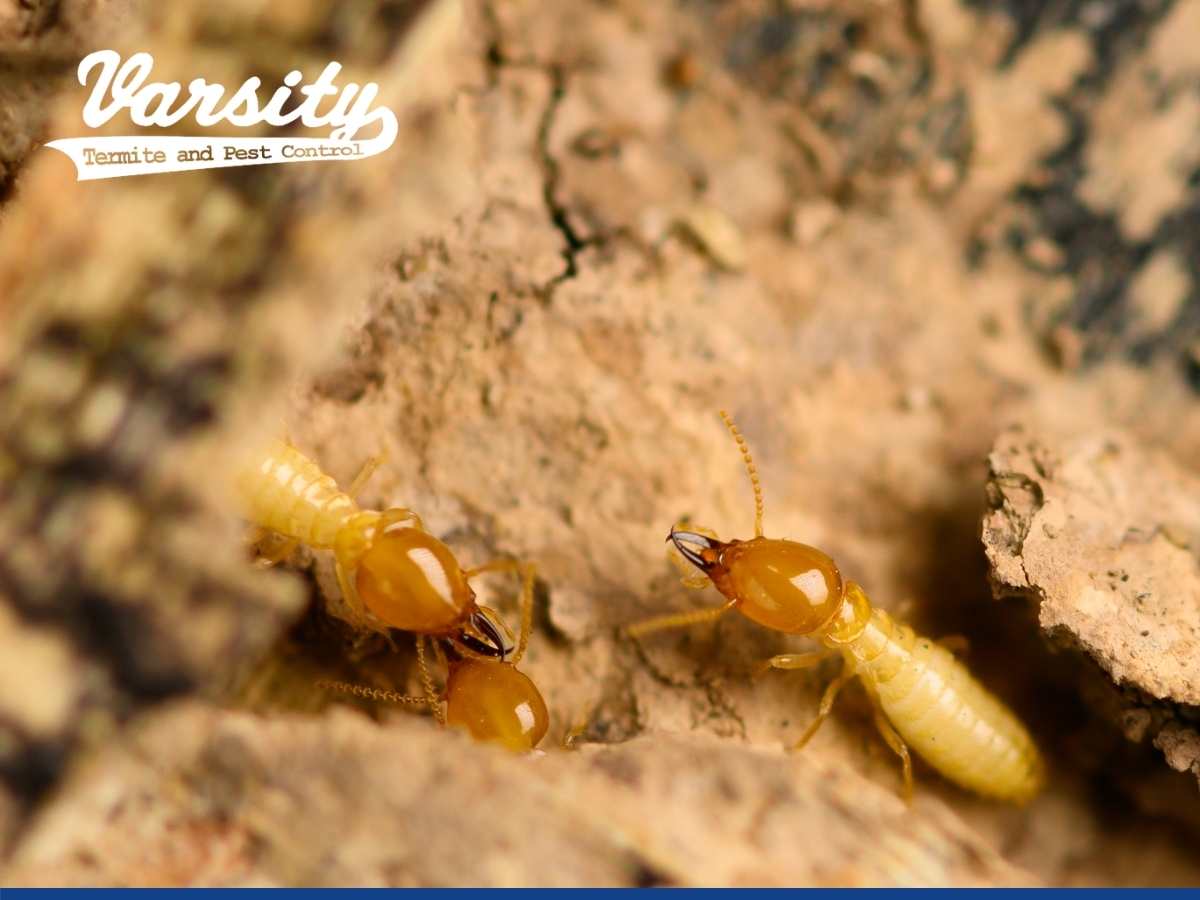 The Dangers Of Having a Termite Infestation For Your Home's Structure In Mesa, AZ.