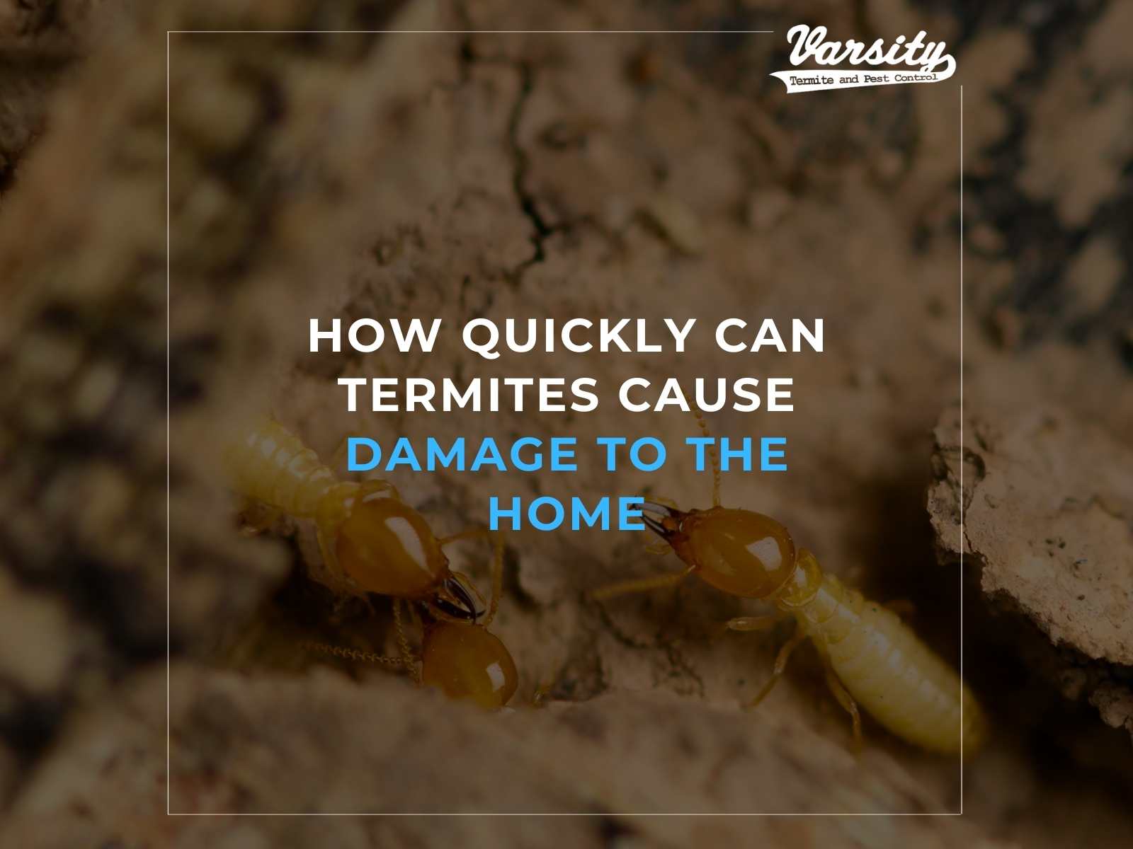 How Quickly Can Termites Cause Damage To The Home