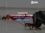 Common Cockroach Hiding Spots To Check Frequently