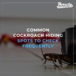 Common Cockroach Hiding Spots To Check Frequently