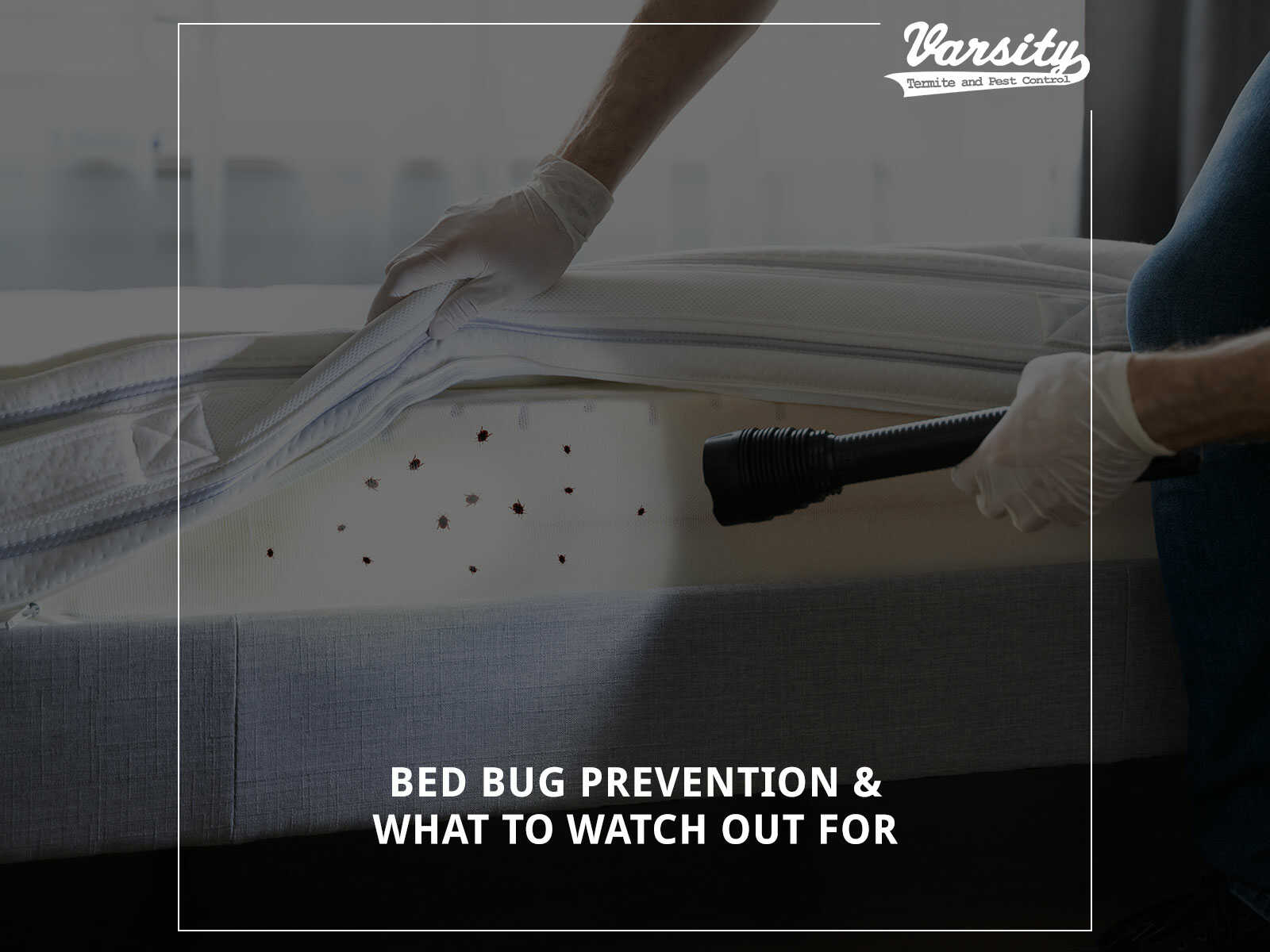 Bed Bug Prevention & What To Watch Out For