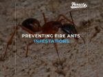 Preventing Fire Ants Infestations