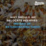 Why Should We Relocate Beehives Instead Of Exterminating Them