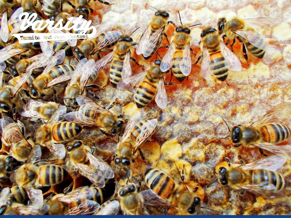 The Importance Of Beehive Relocation Over Extermination In Phoenix, AZ.