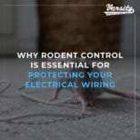 Why Rodent Control is Essential for Protecting Your Electrical Wiring