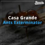 Casa Grande Ants Exterminator featured image
