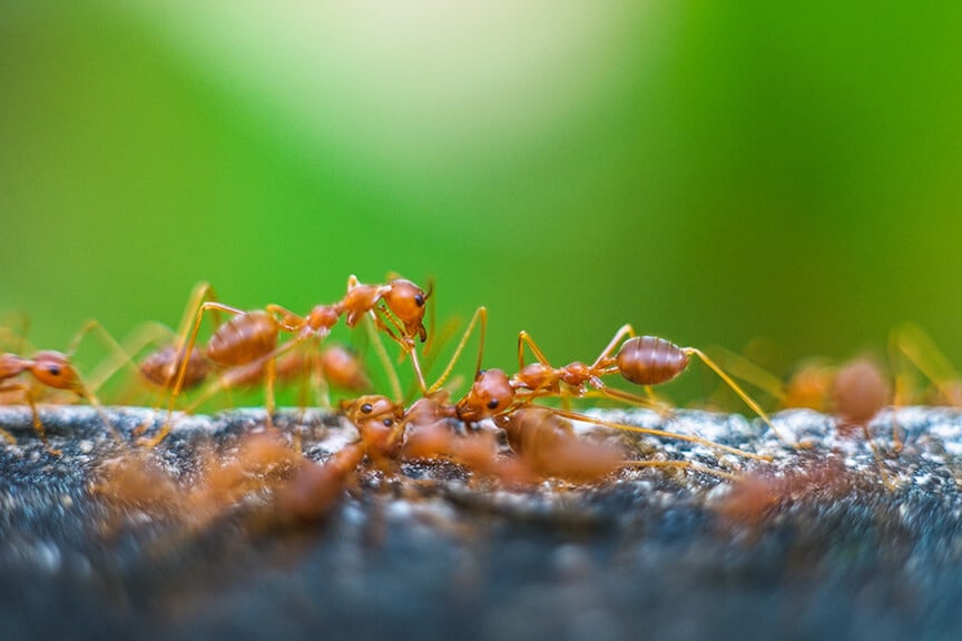 Odorous House Ants & Carpenter Ant Extermination In Casa Grande