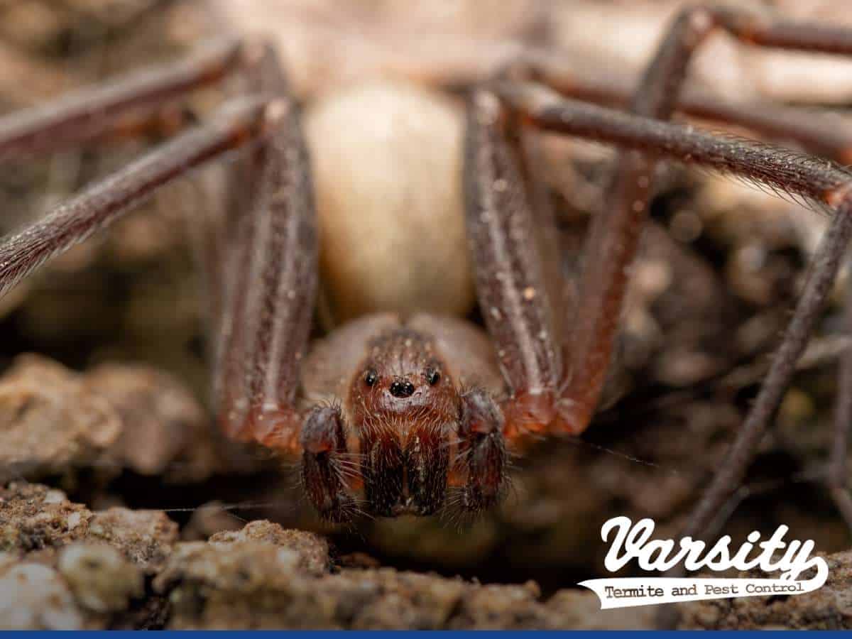 Brown Recluse Spiders: Mesa's Leading Pest Control Company Shares What Are They, How To Identify Them & Prevent Infestations In AZ.
