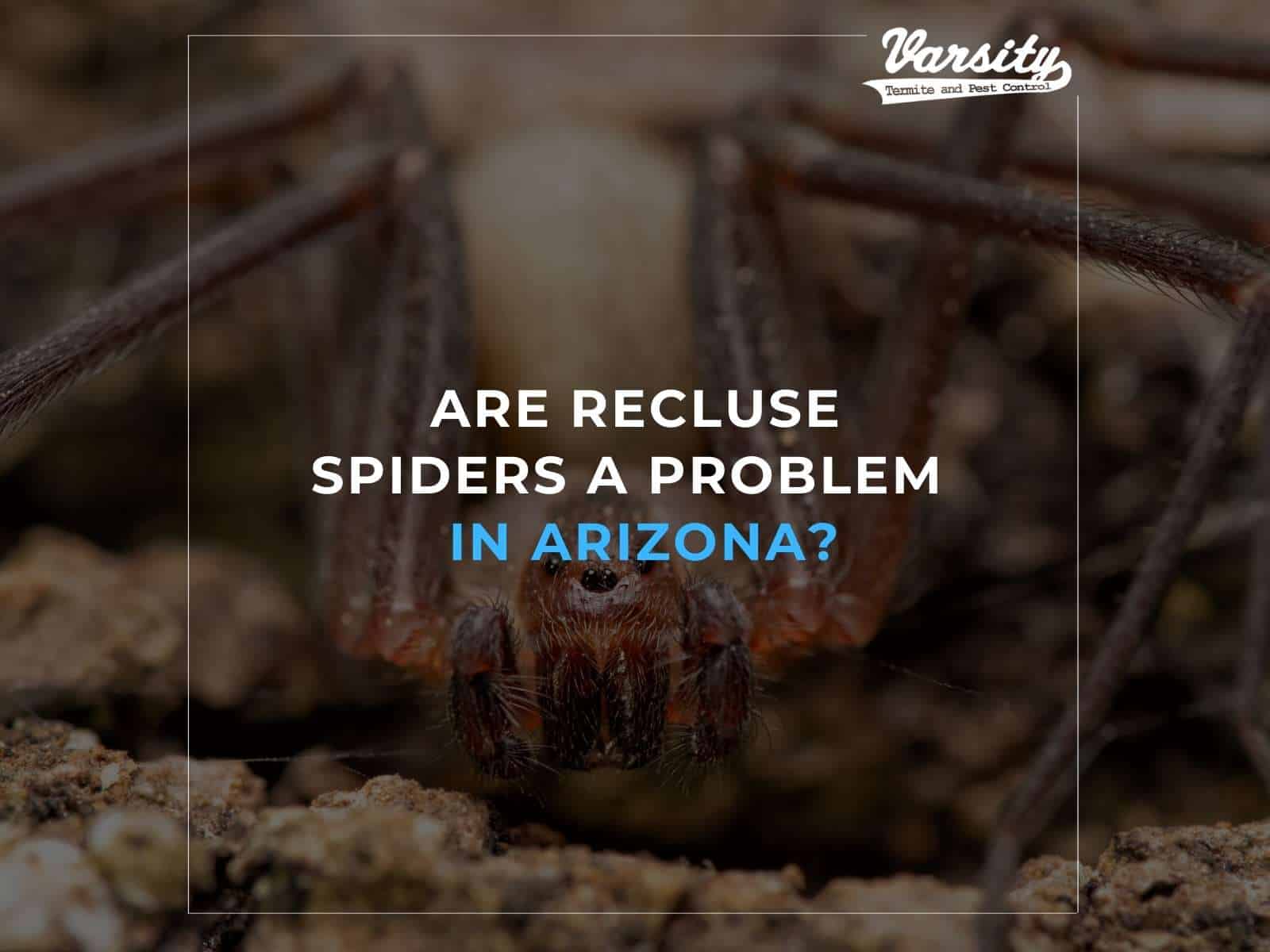 Are Recluse Spiders a Problem In Arizona?