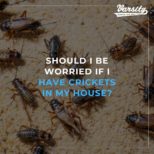Should I Be Worried If I Have Crickets In My House?
