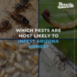 Which Pests Are Most Likely To Infest Arizona Homes?