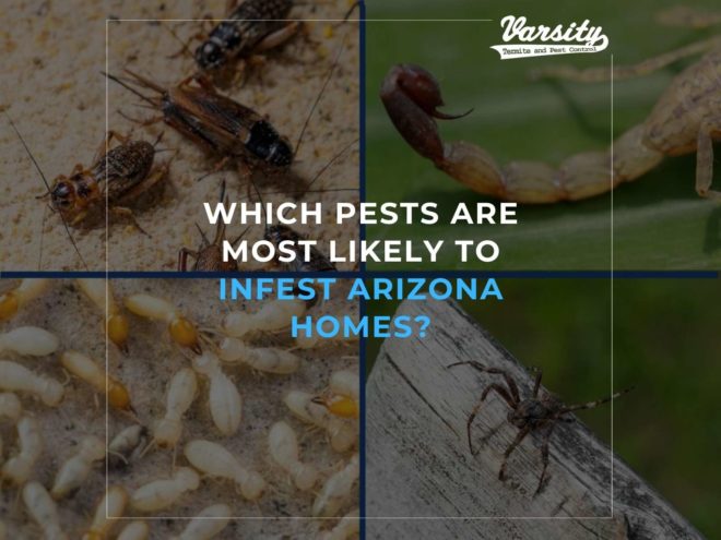 Common Arizona Pests - Part Two