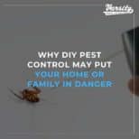 Why DIY Pest Control May Put Your Home Or Family In Danger