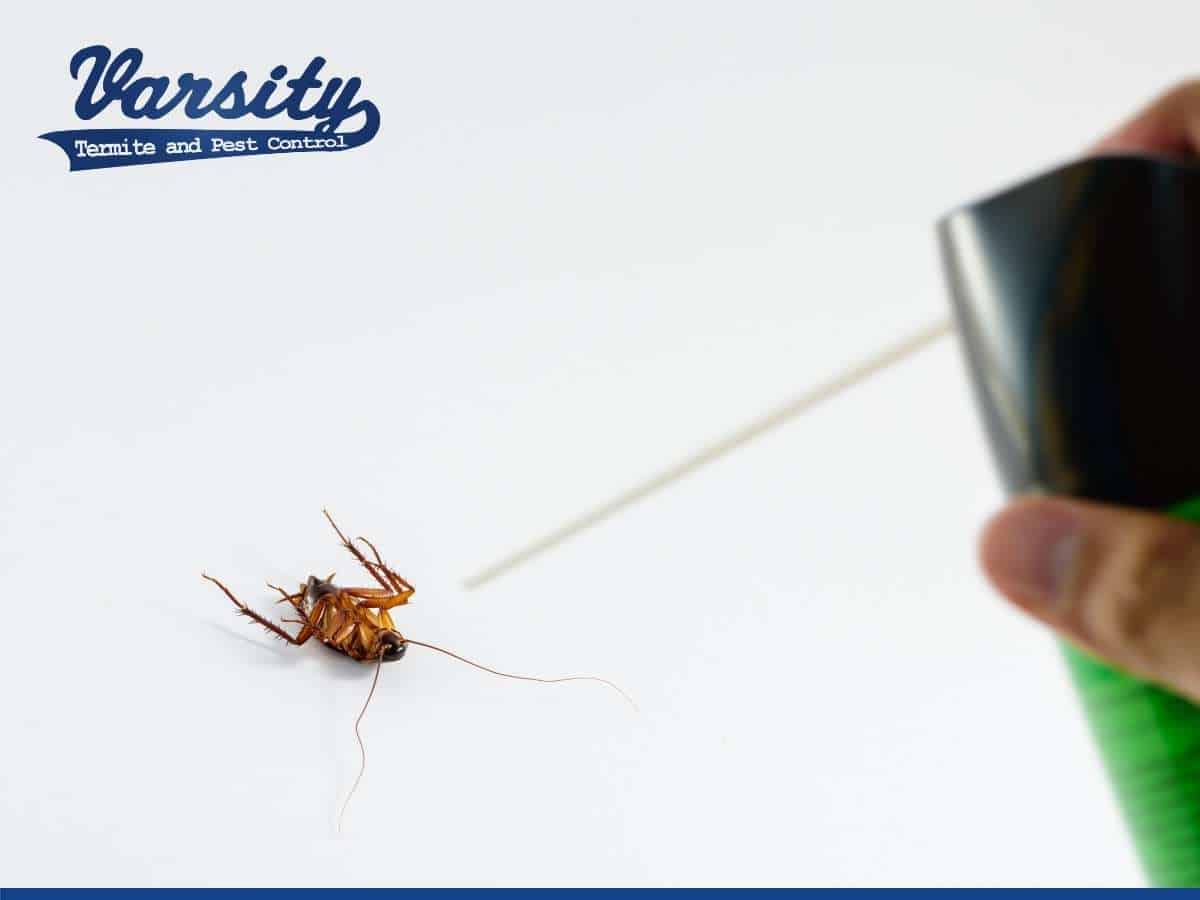 The Risks Of Using DIY Pest Control In Your Arizona House.