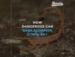How Dangerous Can Bark Scorpion Stings Be