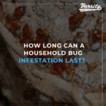 How Long Can A Household Bug Infestation Last