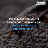 Potential Health Risks Of Cockroach Infestations & Prevention