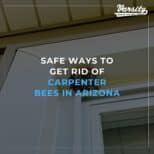 Safe Ways To Get Rid Of Carpenter Bees In Arizona
