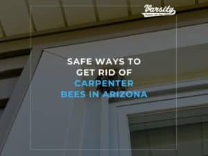 Safe Ways To Get Rid Of Carpenter Bees In Arizona