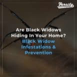 Are Black Widows Hiding In Your Home Black Widow Infestations & Prevention
