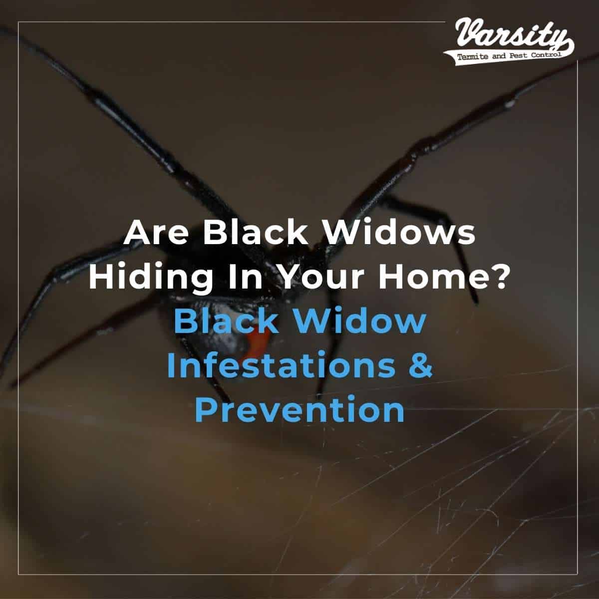 Are Black Widows Hiding In Your Home Black Widow Infestations & Prevention