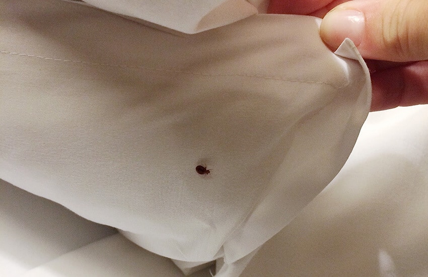 Experts in Bed Bug Removal Services In Paradise Valley