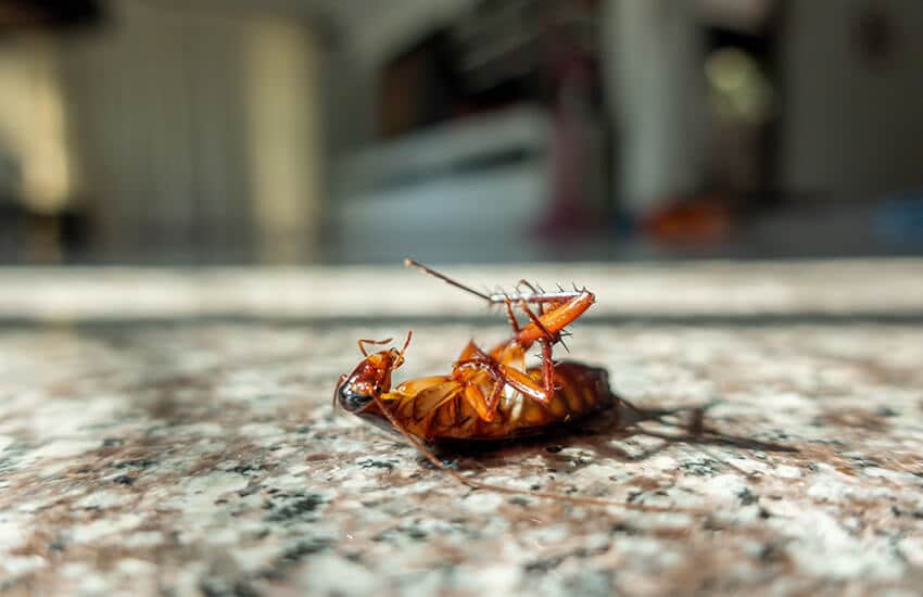 Licensed Cockroach Exterminators In Florence
