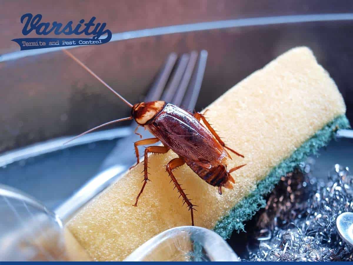 10 Tips To Prevent Cockroaches From Invading Your Space in Arizona