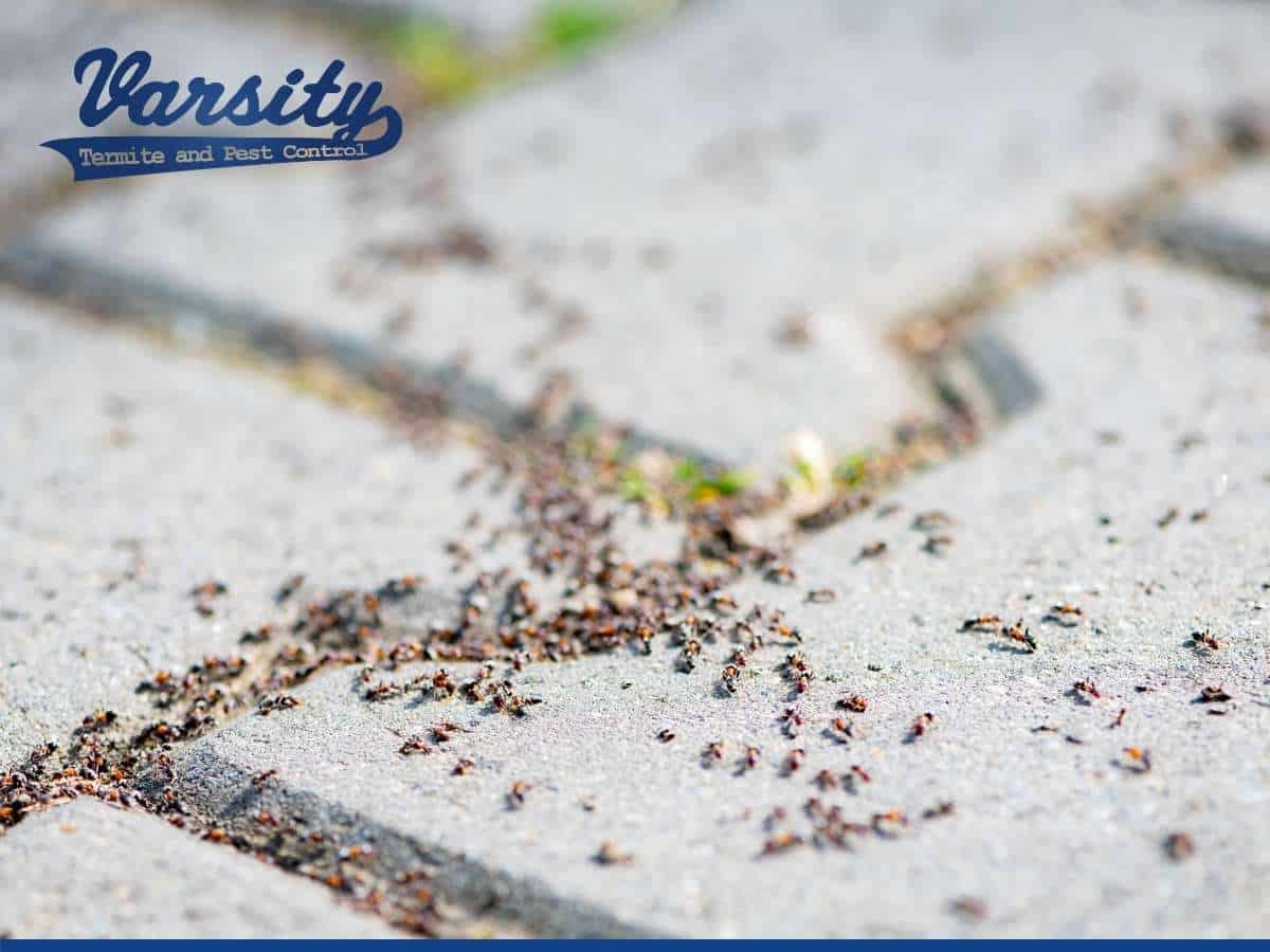 Pavement ants infesting a house in Arizona