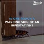 Is One Roach a Warning Sign Of An Infestation?