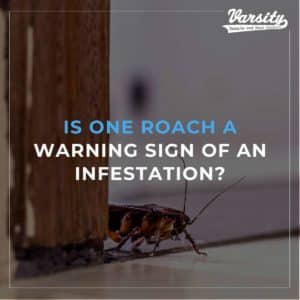 Is One Roach a Warning Sign Of An Infestation?