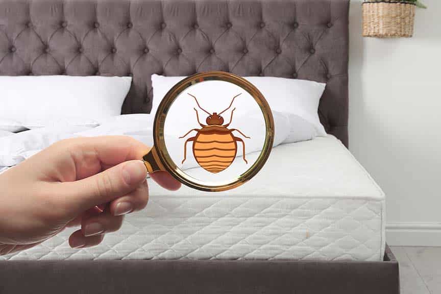 Effective Bed Bug Treatment For Your Ahwatukee Home