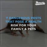 7 Dangerous Pests That Pose a Health Risk For Your Family & Pets