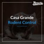 Casa Grande Rodent control featured image