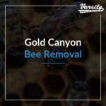 Gold Canyon Bee Removal featured image