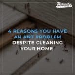 4 Reasons You Have An Ant Problem Despite Cleaning Your Home