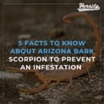 5 Facts To Know About Arizona Bark Scorpion To Prevent An Infestation