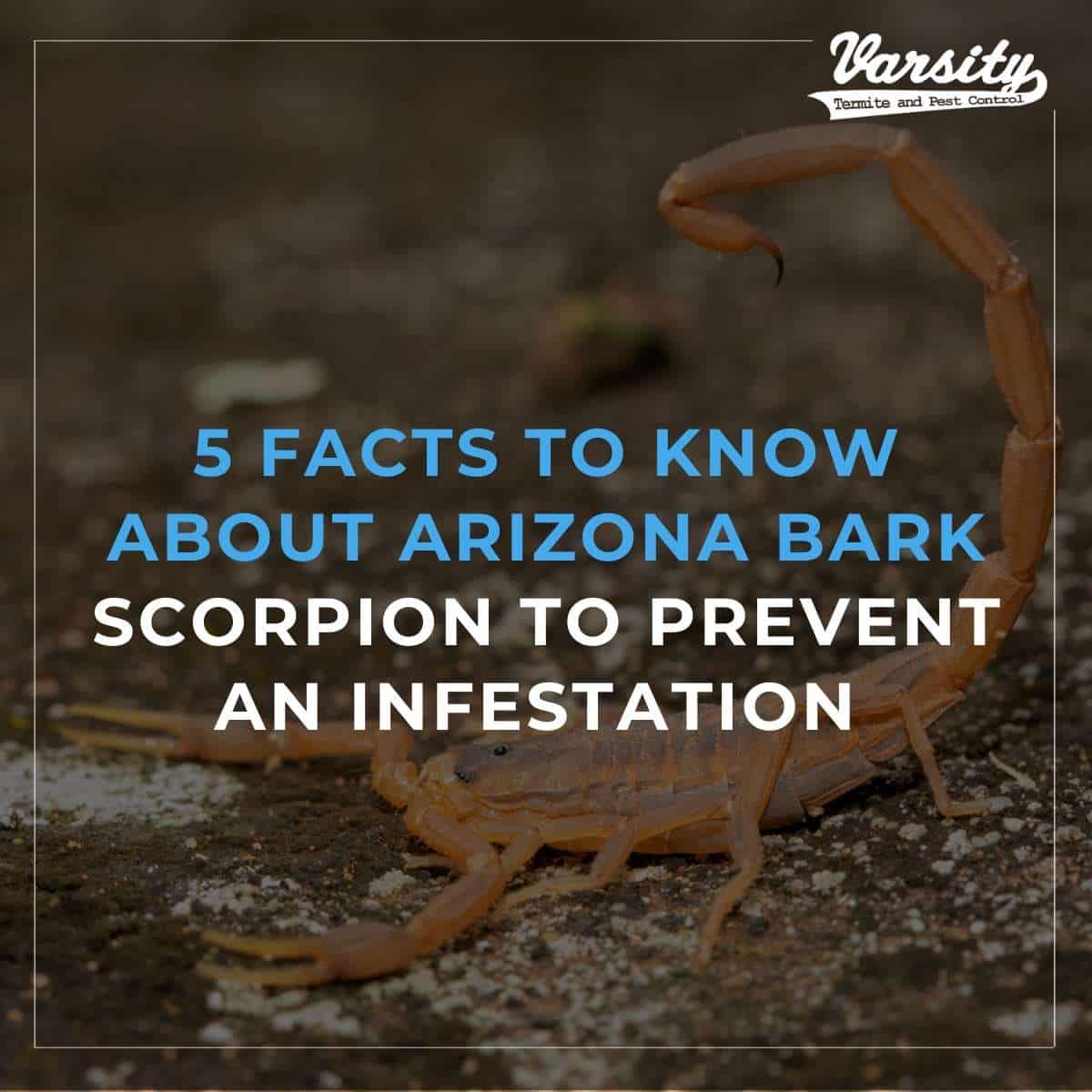5 Facts To Know About Arizona Bark Scorpion To Prevent An Infestation