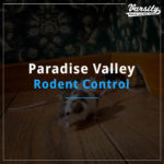 Paradise Valley Rodent Control featured image